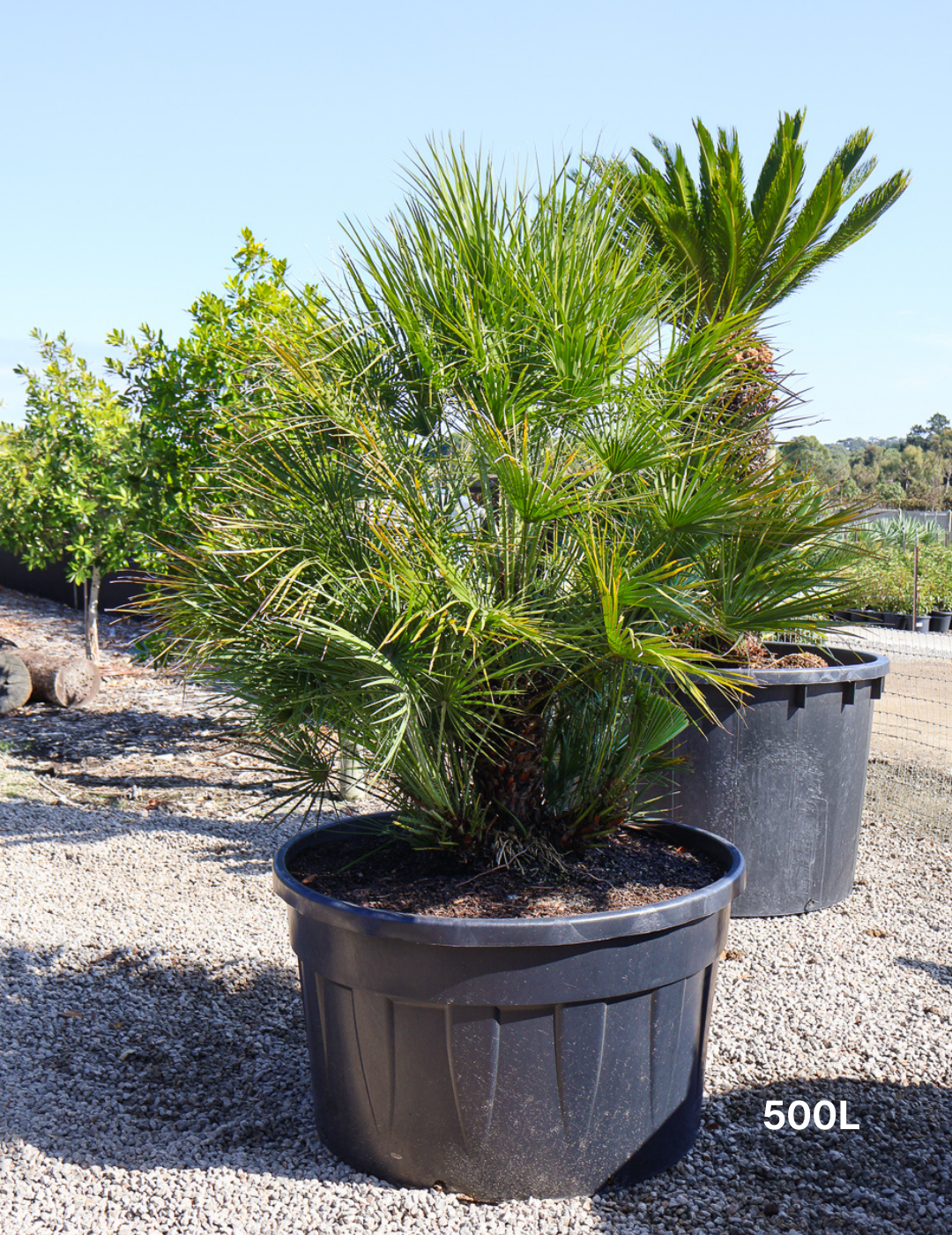Chamaerops humilis - Evergreen Trees Direct