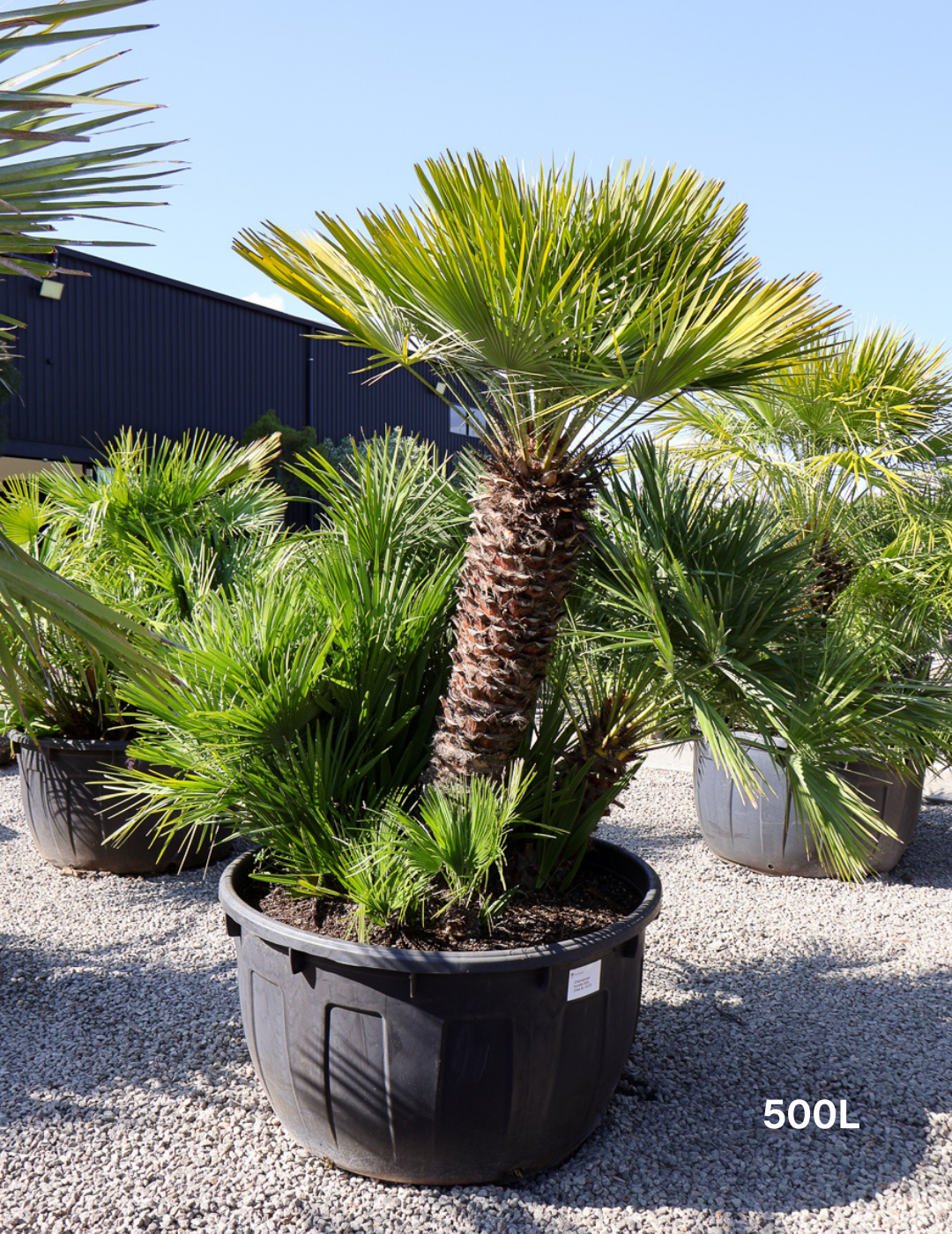 Chamaerops humilis - Evergreen Trees Direct