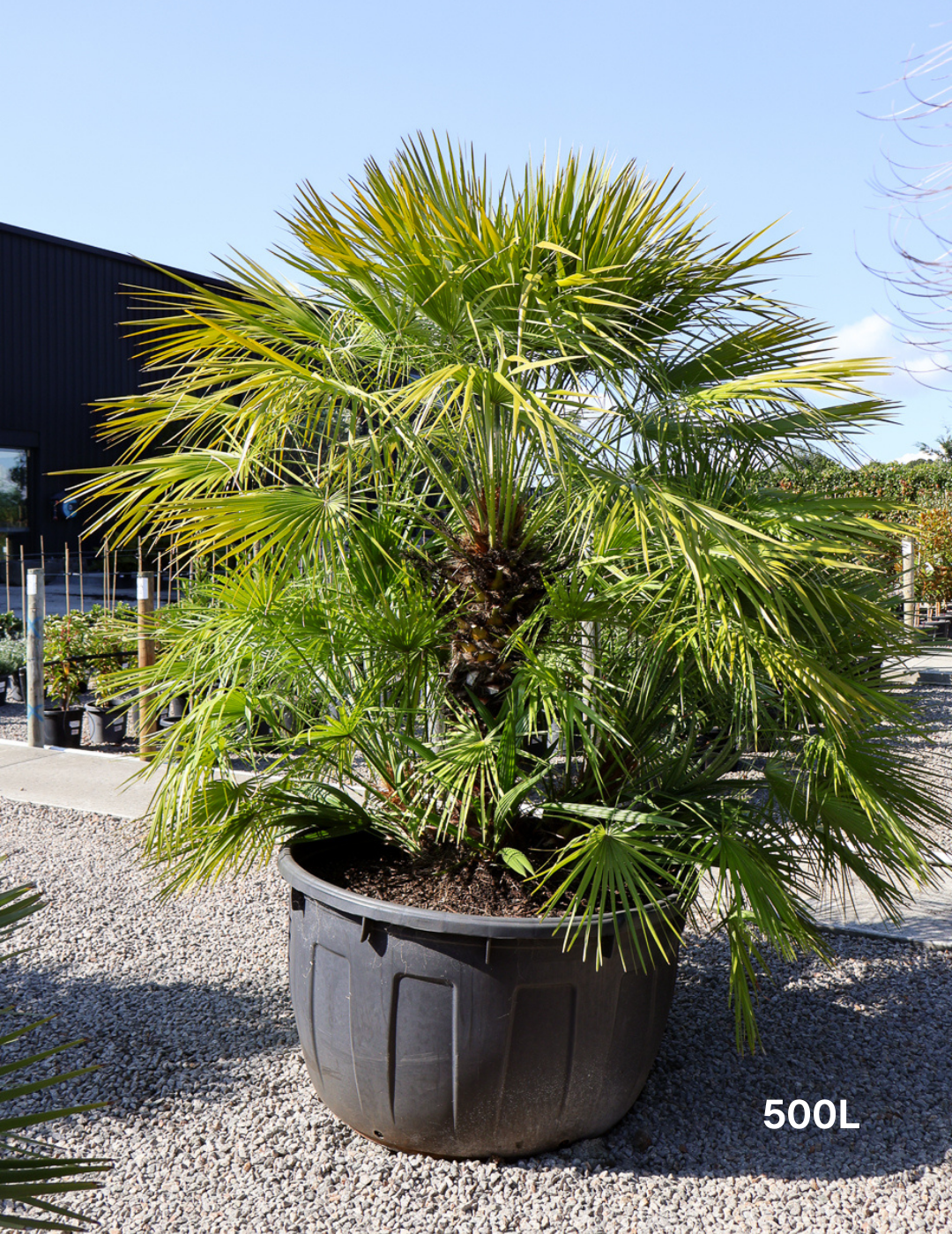 Chamaerops humilis - Evergreen Trees Direct
