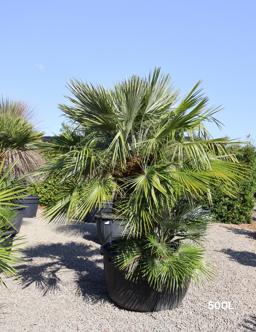 Chamaerops humilis - Evergreen Trees Direct