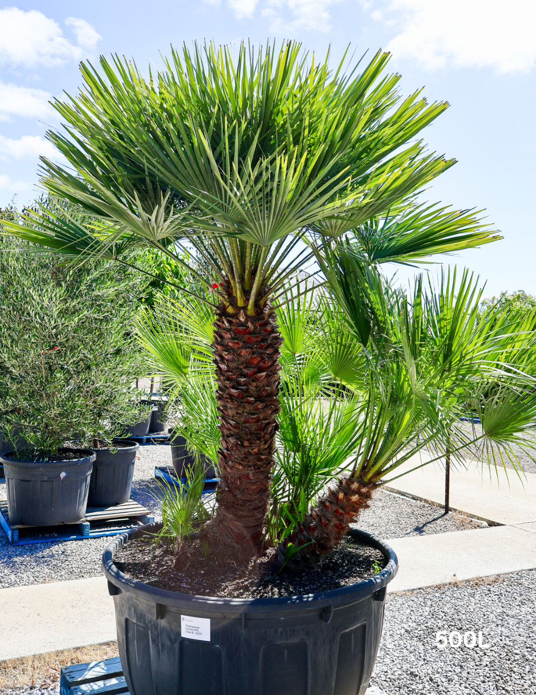 Chamaerops humilis - Evergreen Trees Direct