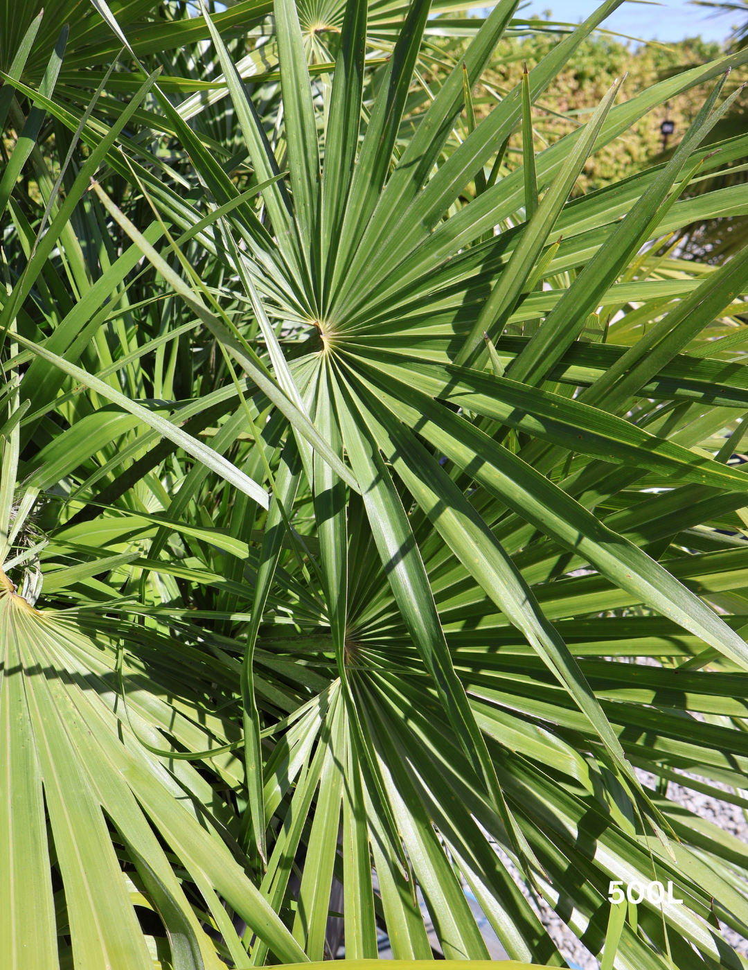 Chamaerops humilis European Fan Palm