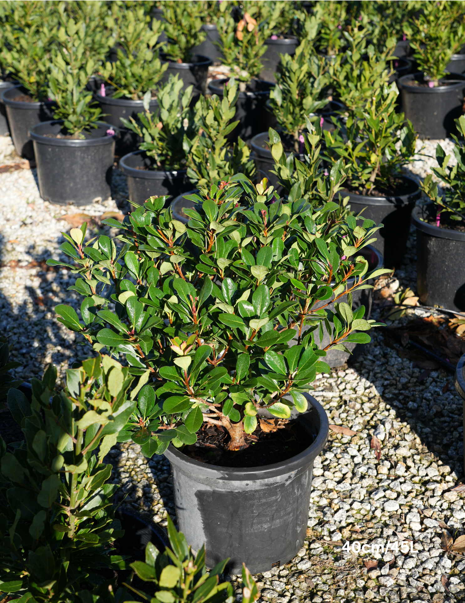 Viburnum awabuki 'Chindo' – Chindo Viburnum Screening Hedge