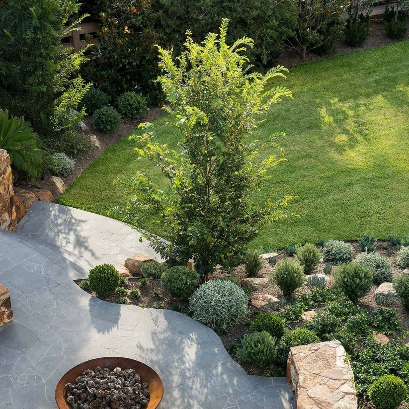 Ulmus parvifolia 'Todd' Evergreen Trees Direct