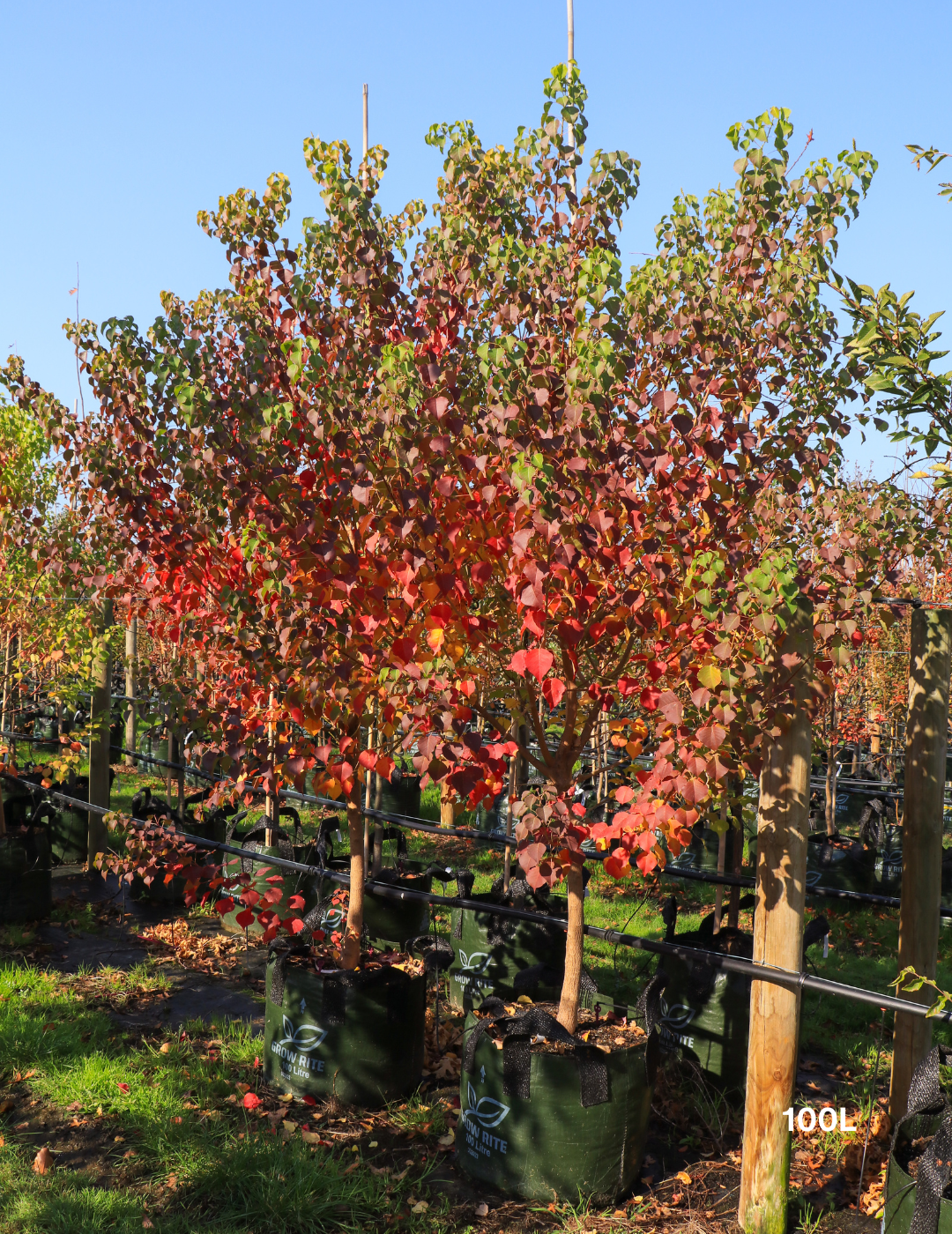 Chinese Tallow Tree (Sapium sebiferum / Triadica sebifera) - Evergreen Trees Direct