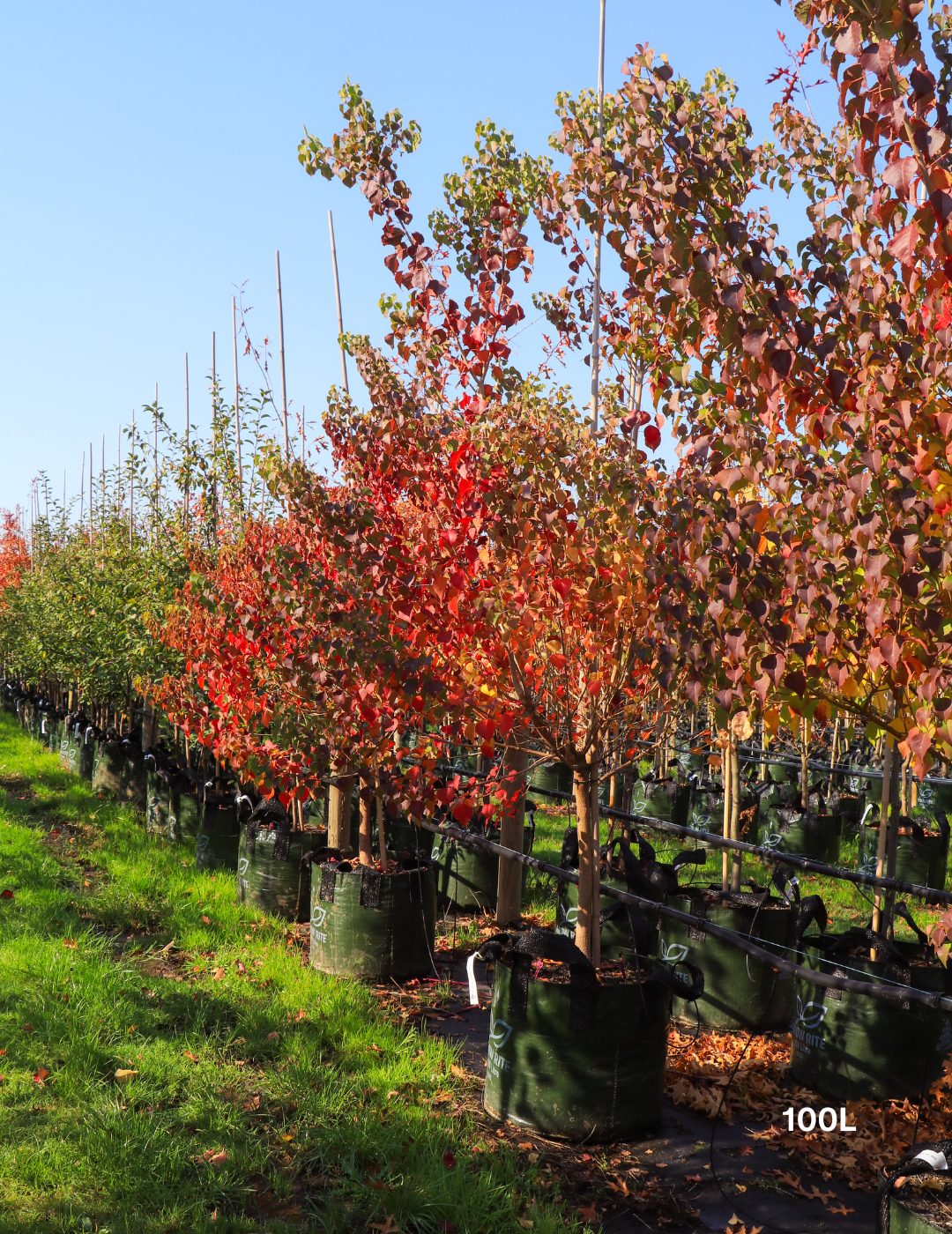 Chinese Tallow Tree (Sapium sebiferum / Triadica sebifera) - Evergreen Trees Direct