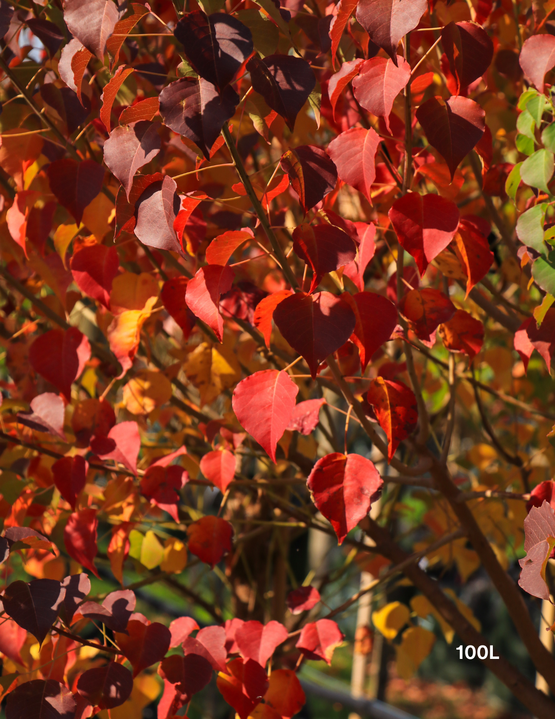 Chinese Tallow Tree (Sapium sebiferum / Triadica sebifera) - Evergreen Trees Direct