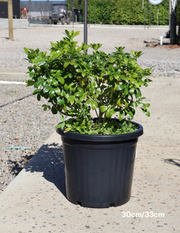 Choisya ternata - Evergreen Trees Direct