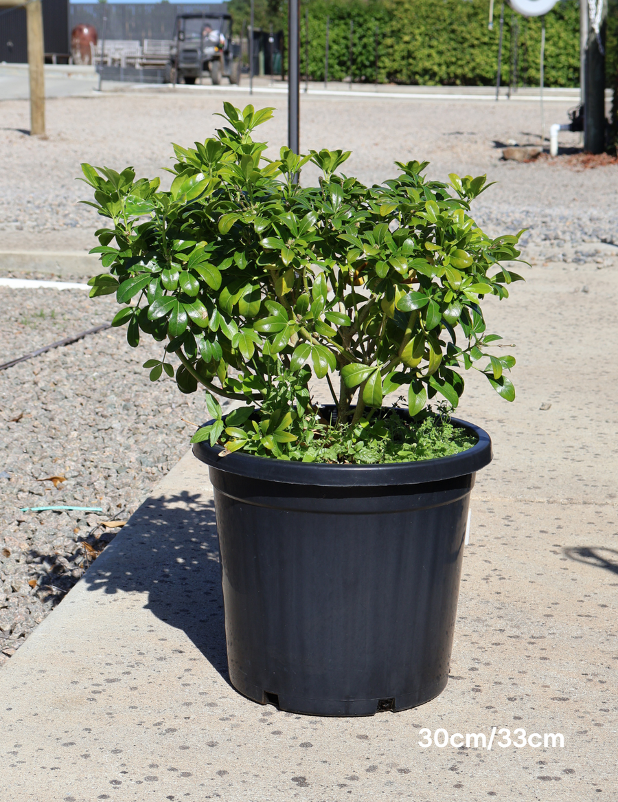 Choisya ternata - Evergreen Trees Direct