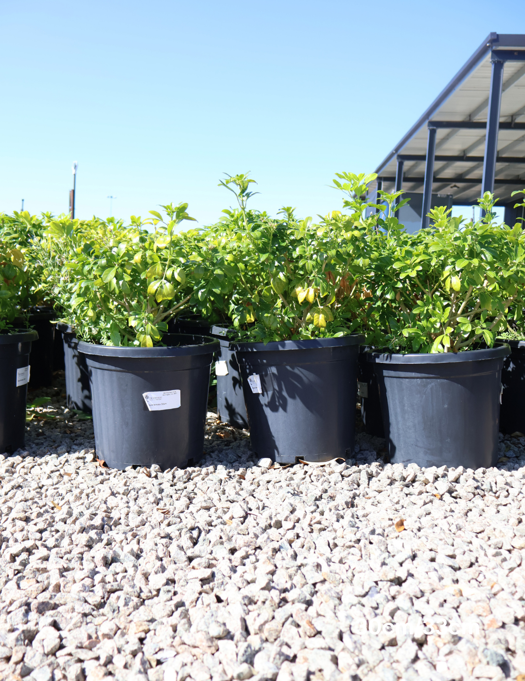 Choisya ternata - Evergreen Trees Direct
