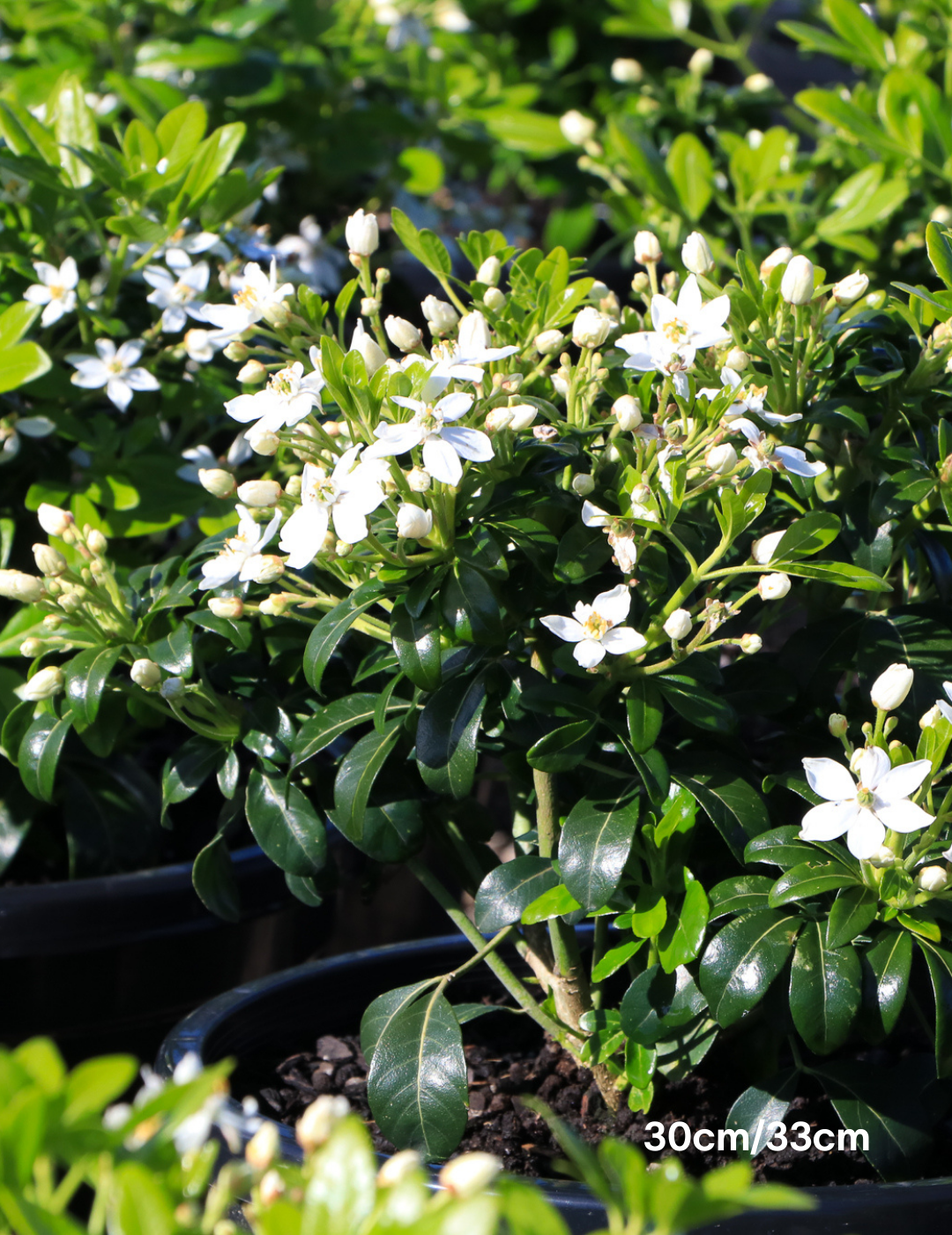 Choisya ternata - Evergreen Trees Direct