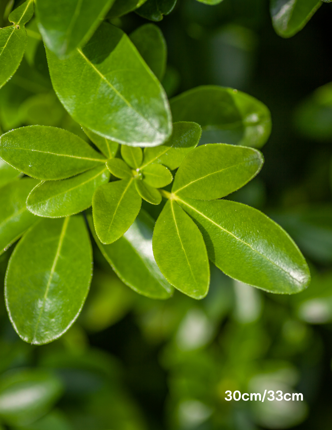 Choisya ternata - Evergreen Trees Direct