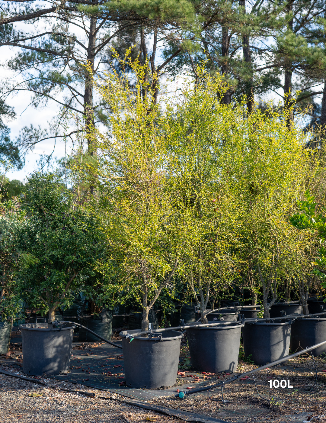 Citrus australasica 'Australian Blood Red Centre'
