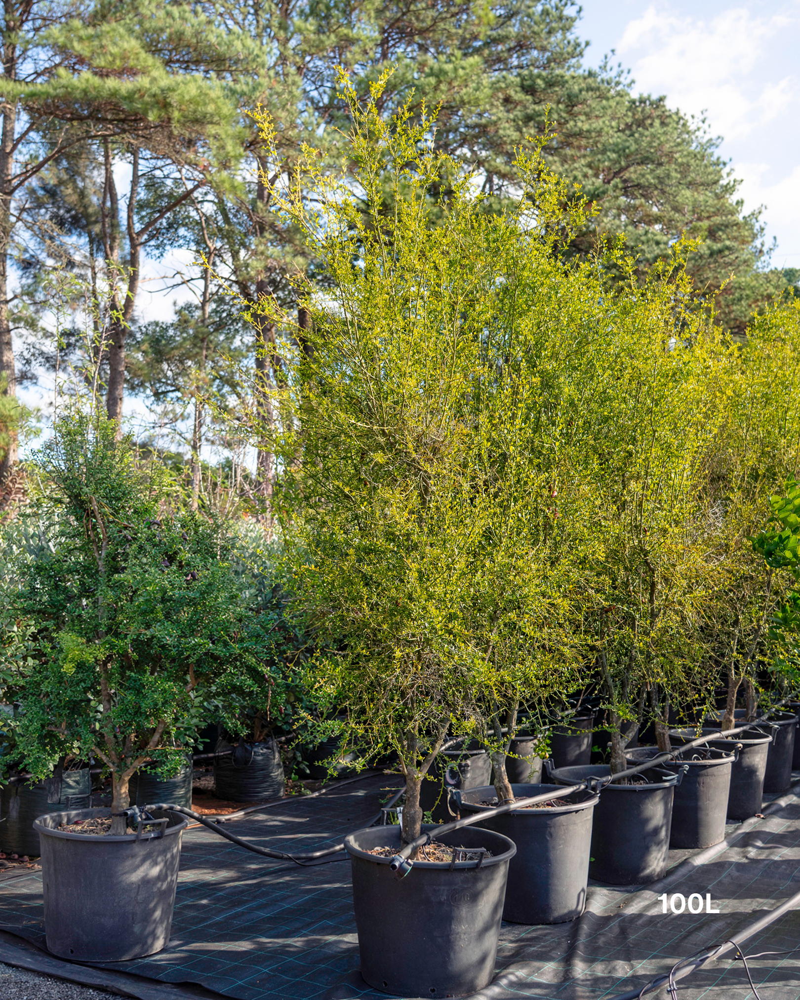 Citrus australasica ‘Pink Ice’ – Pink Ice Finger Lime