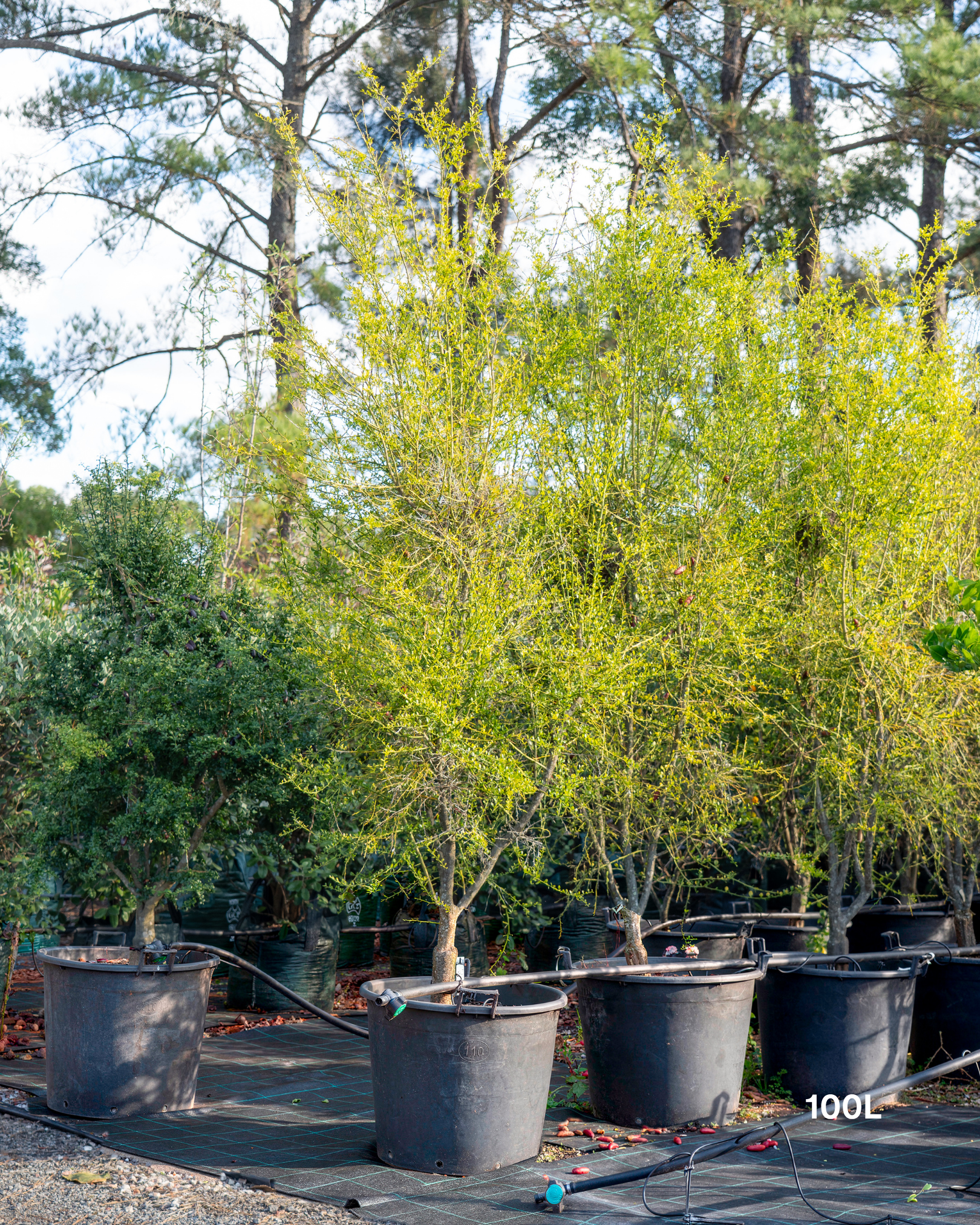 Citrus australasica ‘Pink Ice’ – Pink Ice Finger Lime
