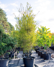 Citrus australasica ‘Pink Ice’ – Pink Ice Finger Lime