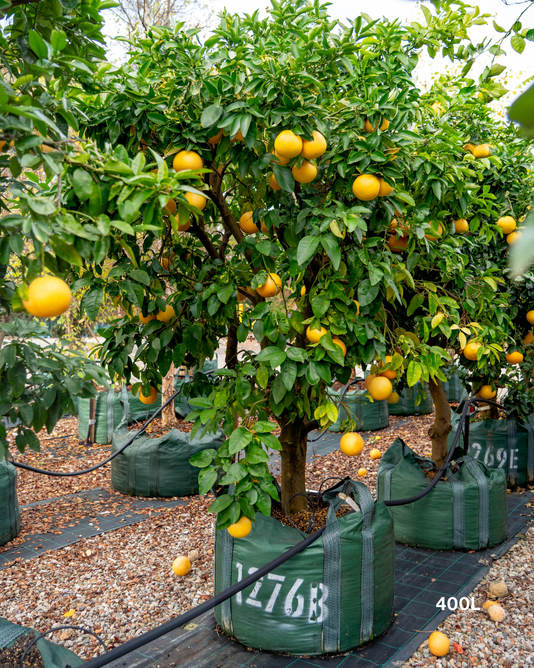 Citrus paradisi ‘Marsh’ – Marsh Grapefruit