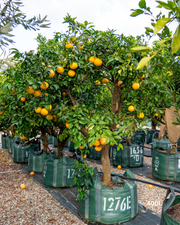 Citrus paradisi ‘Marsh’ – Marsh Grapefruit