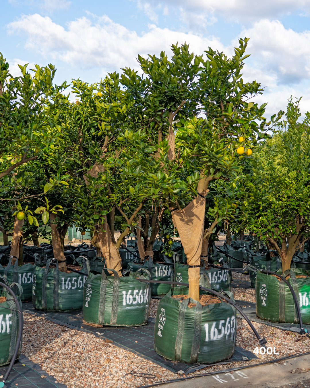 Citrus paradisi ‘Marsh’ – Marsh Grapefruit