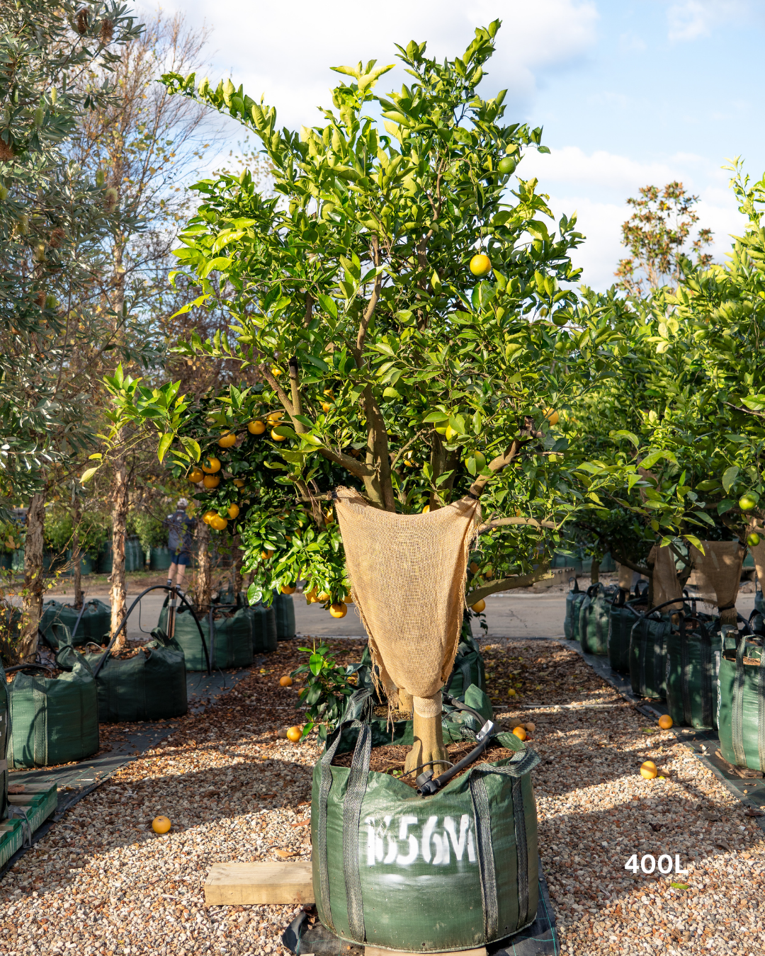 Citrus paradisi ‘Marsh’ – Marsh Grapefruit