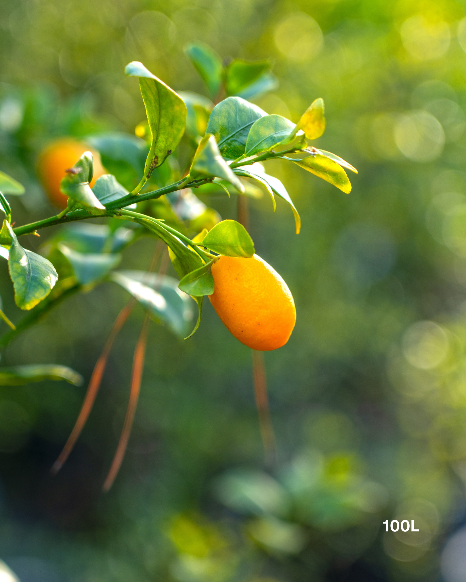 Citrus japonica 'Nagami' – Nagami Kumquat
