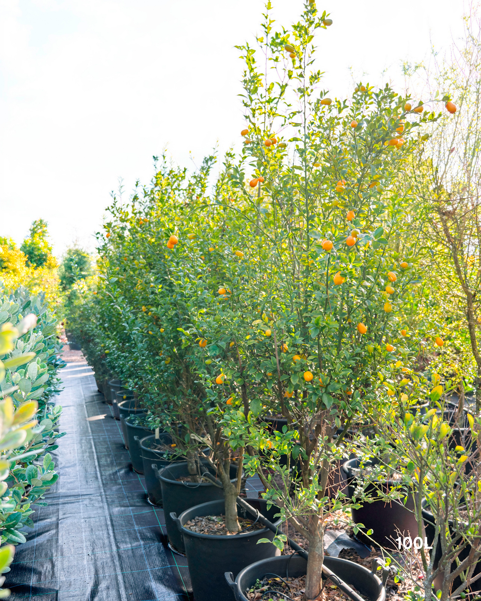 Citrus japonica 'Nagami' – Nagami Kumquat