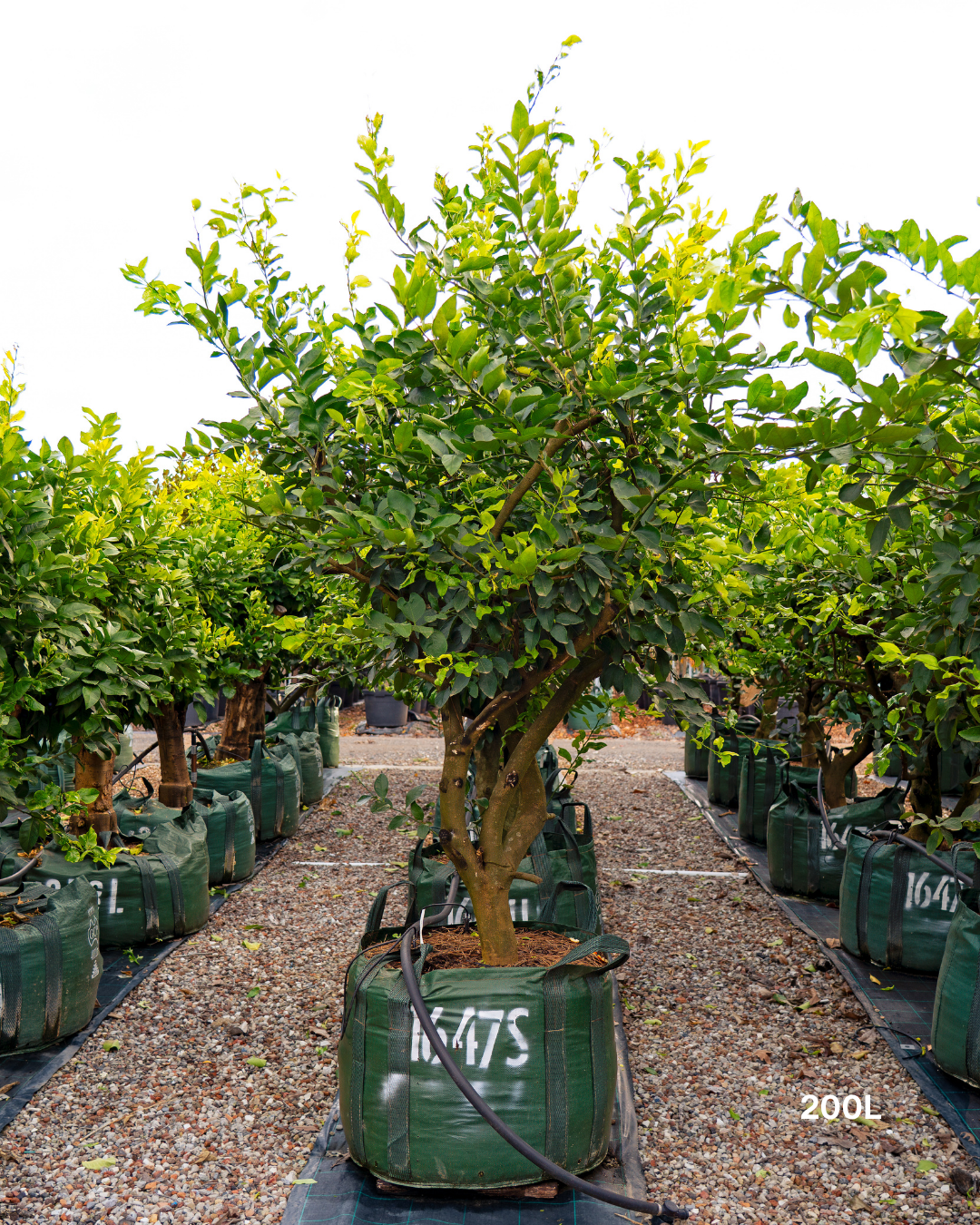 Citrus latifolia ‘Courtyard Lime’ – Courtyard Lime Tree