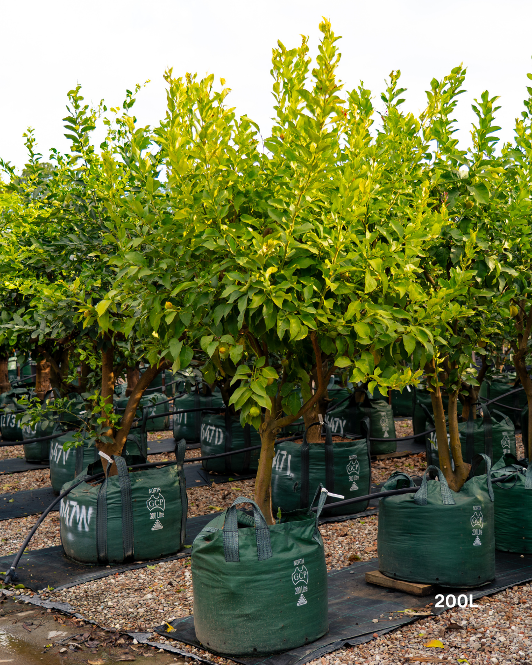 Citrus latifolia ‘Courtyard Lime’ – Courtyard Lime Tree