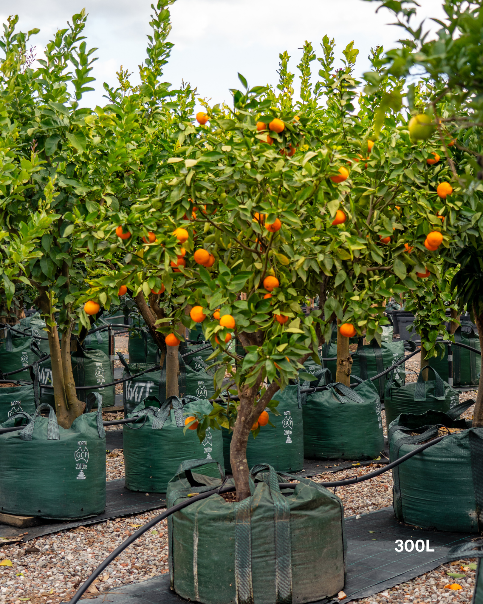 Citrus reticulata ‘Clementine’ – Clementine Mandarin Tree