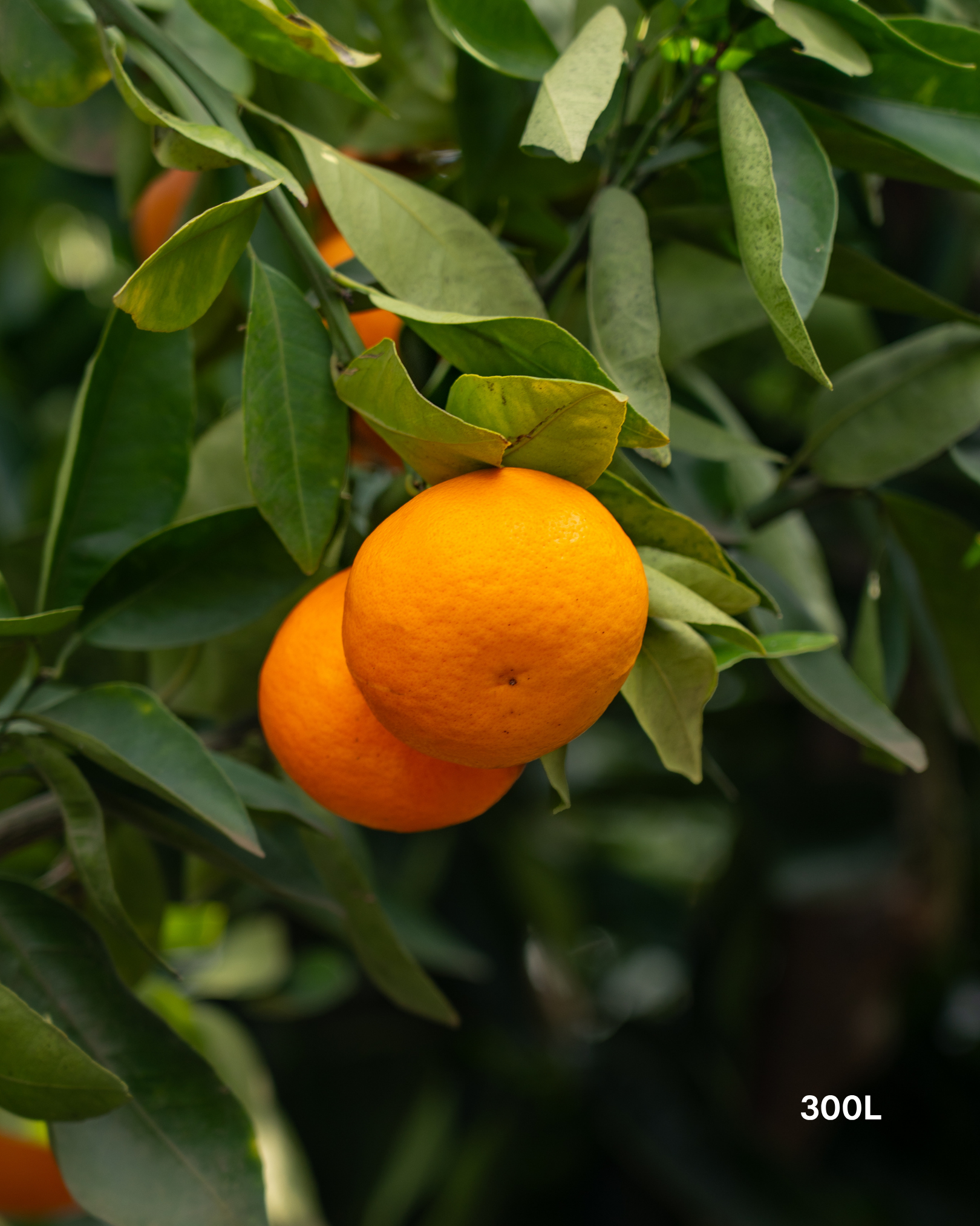 Citrus reticulata ‘Clementine’ – Clementine Mandarin Tree