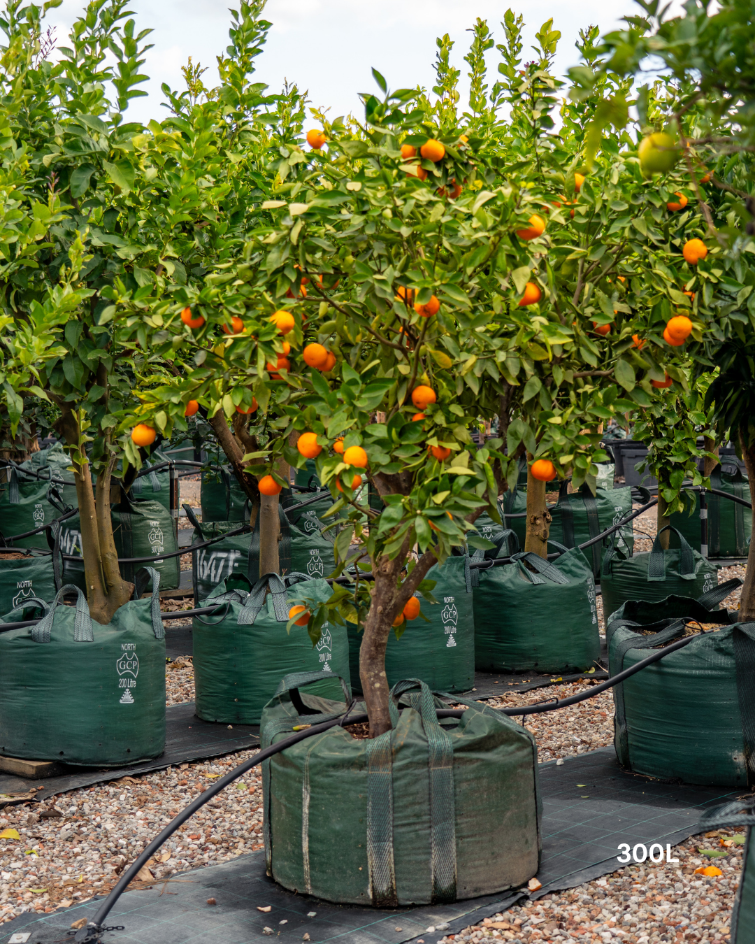 Citrus reticulata ‘Clementine’ – Clementine Mandarin Tree