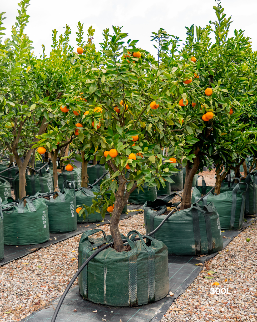 Citrus reticulata ‘Clementine’ – Clementine Mandarin Tree