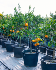 Citrus deliciosa – Thorny Mandarin
