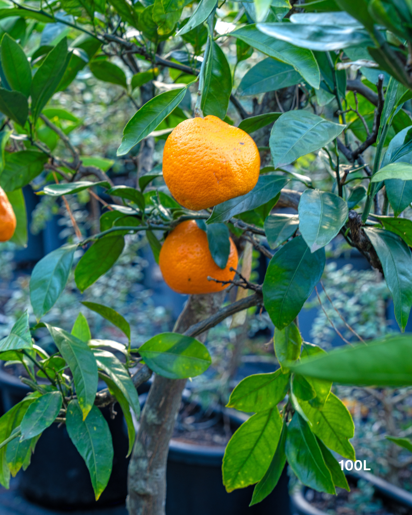 Citrus deliciosa – Thorny Mandarin