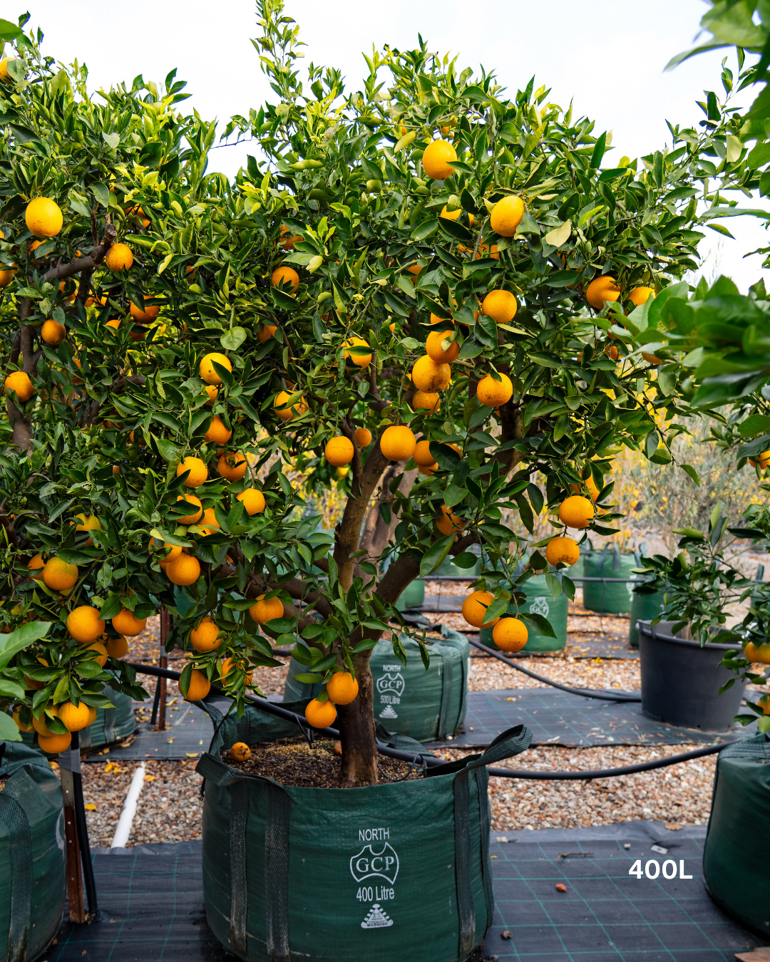 Citrus sinensis 'Cara Cara' – Cara Cara Navel Orange