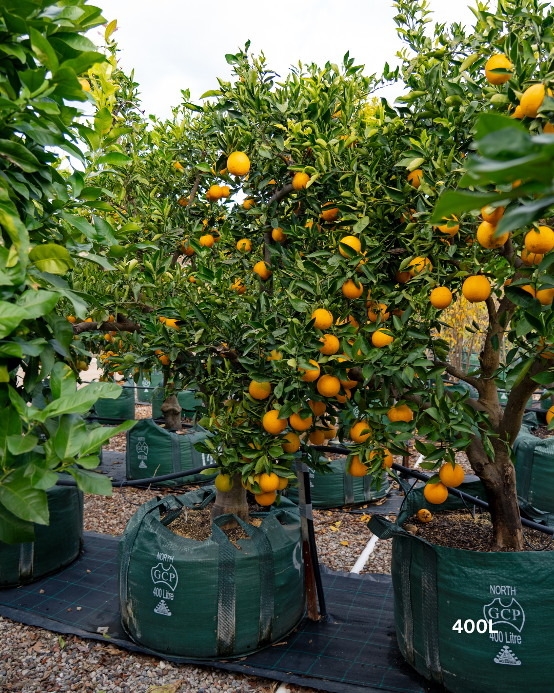 Citrus sinensis 'Cara Cara' – Cara Cara Navel Orange