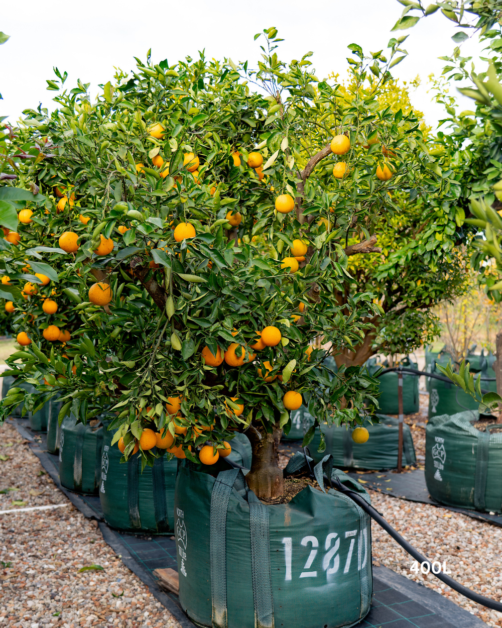 Citrus sinensis 'Cara Cara' – Cara Cara Navel Orange