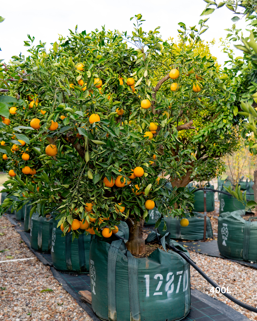 Citrus sinensis 'Cara Cara' – Cara Cara Navel Orange