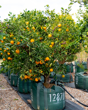 Citrus sinensis 'Cara Cara' – Cara Cara Navel Orange