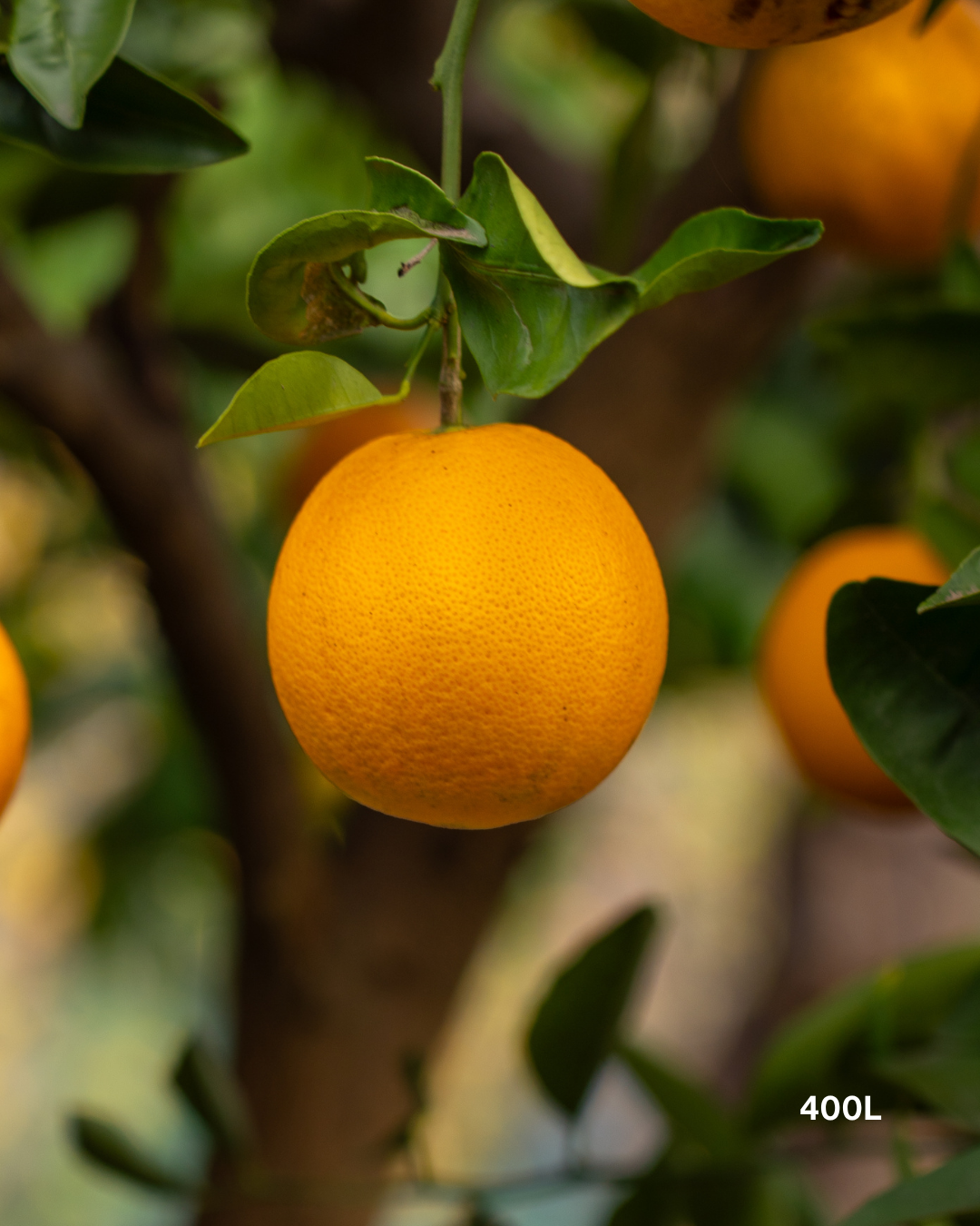 Citrus sinensis 'Cara Cara' – Cara Cara Navel Orange