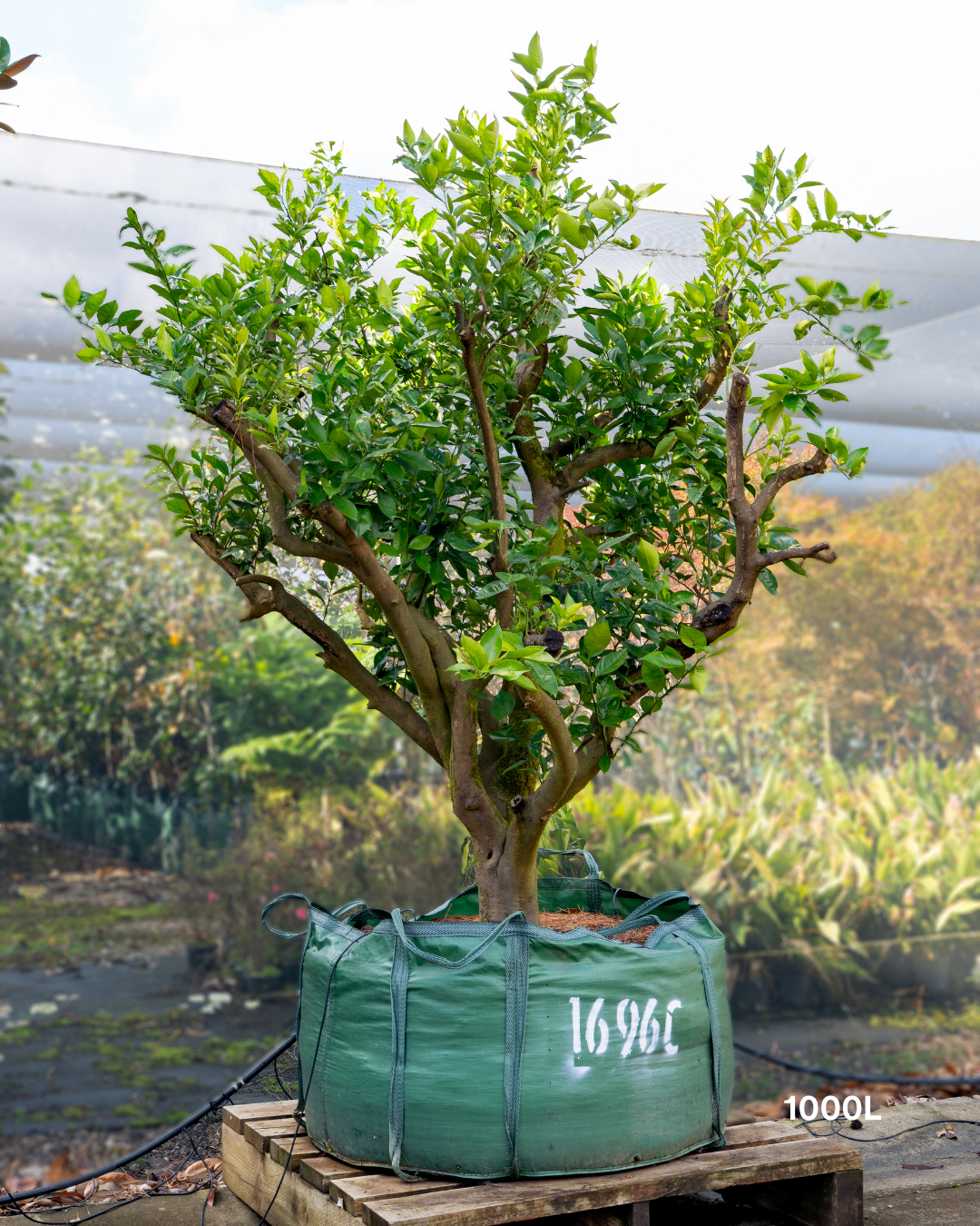 Citrus sinensis 'Valencia' – Valencia Orange
