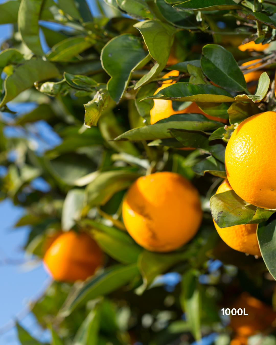 Citrus sinensis 'Valencia' – Valencia Orange
