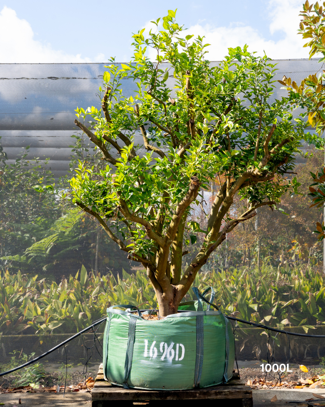 Citrus sinensis 'Valencia' – Valencia Orange