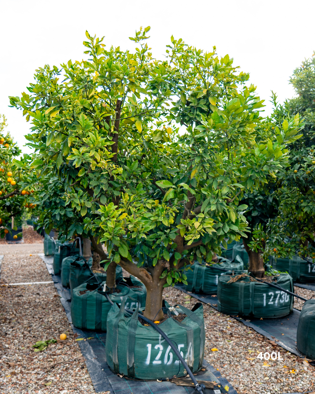 Citrus maxima – Pummelo