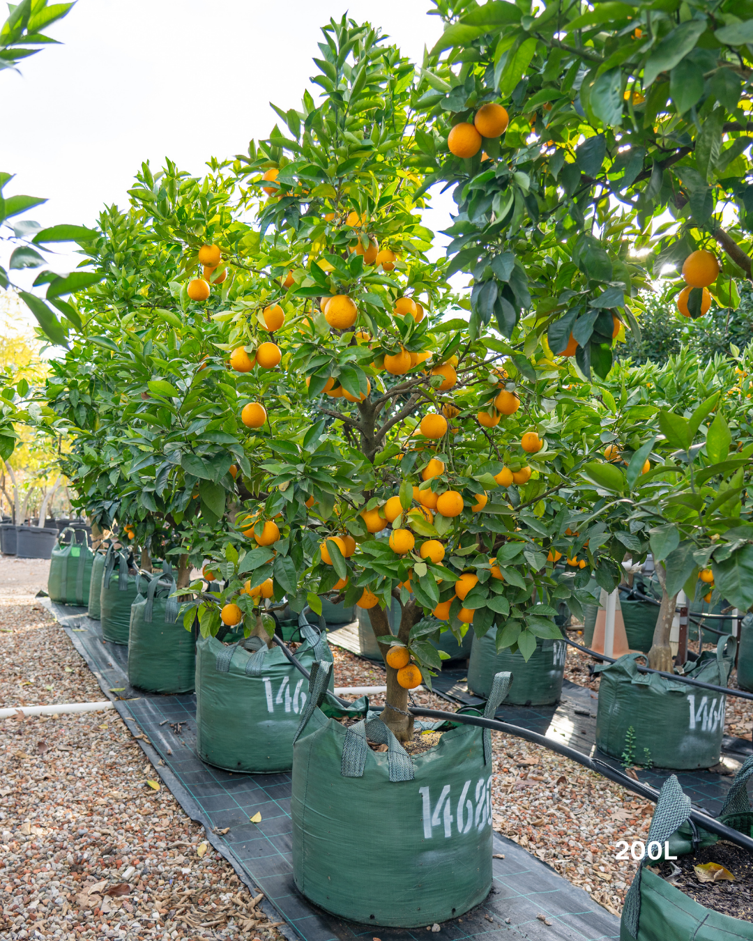Citrus sinensis ‘Blood Orange’ – Blood Orange Tree