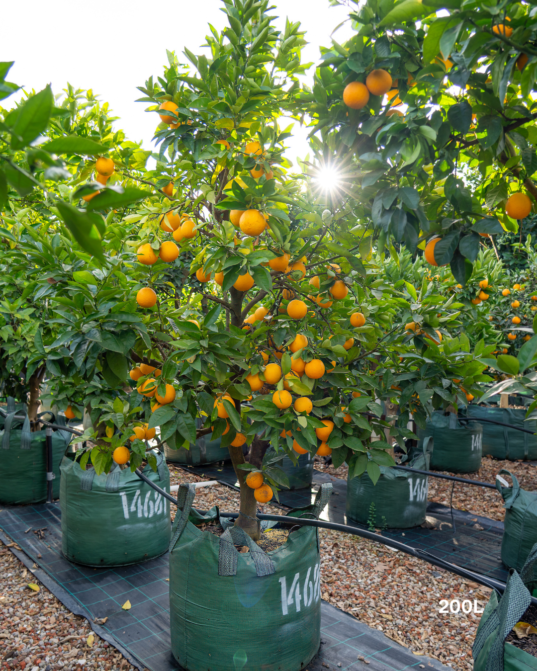 Citrus sinensis 'Blood Orange'