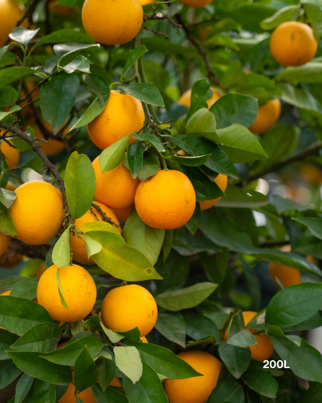 Citrus sinensis ‘Blood Orange’ – Blood Orange Tree