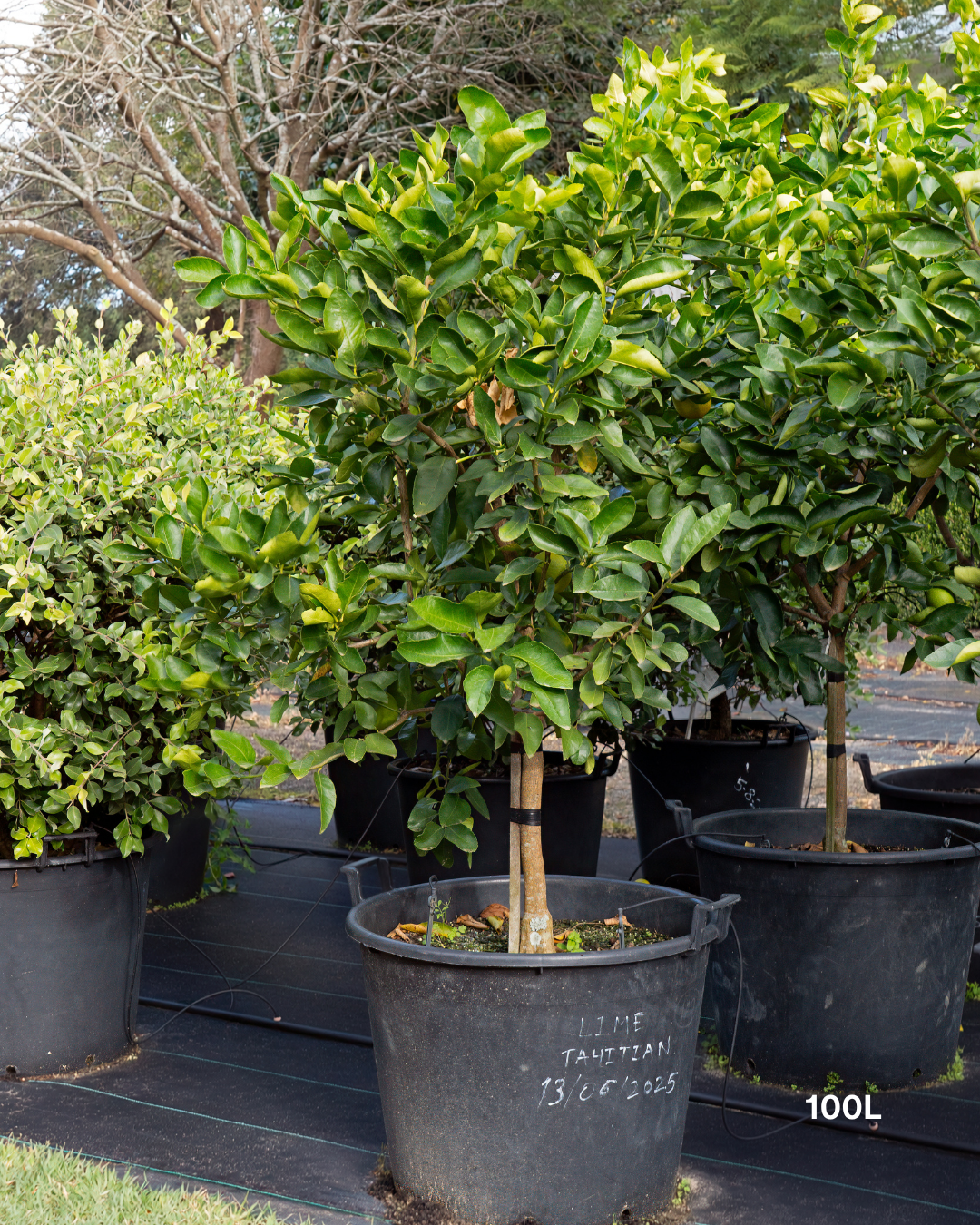 Citrus latifolia ‘Tahitian’ – Tahitian Lime Tree