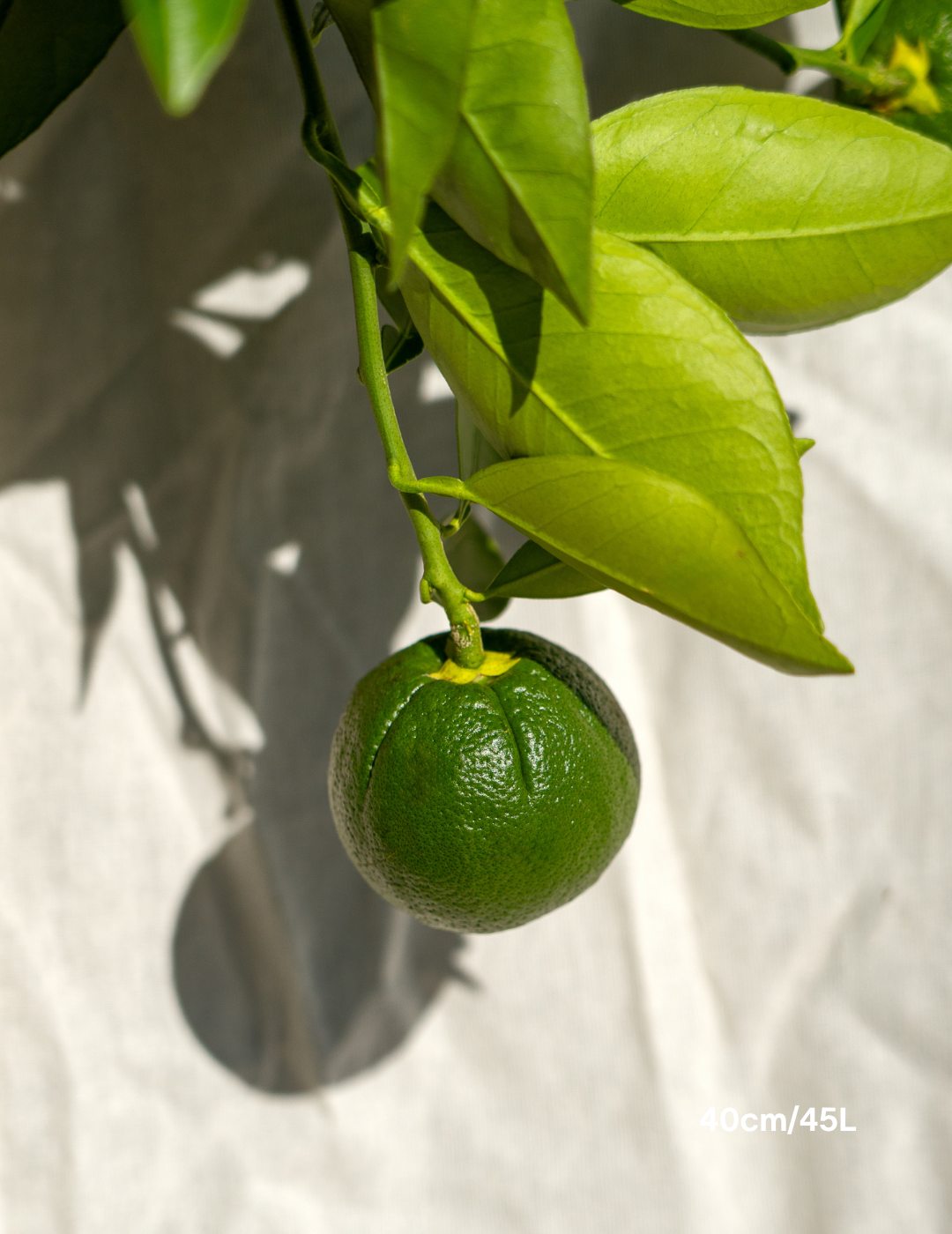 Citrus sinensis ‘Washington Navel’ – Washington Navel Orange Tree