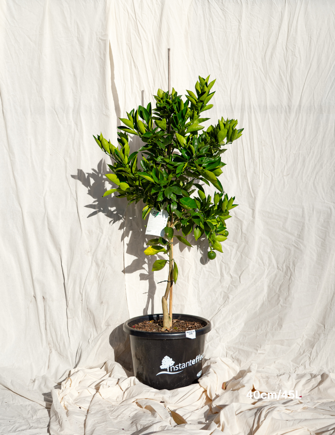 Citrus sinensis ‘Washington Navel’ – Washington Navel Orange Tree